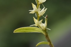 Epidendrum rugulosum