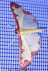 Cadarena pudoraria