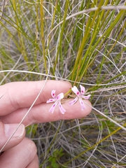Pelargonium ranunculophyllum