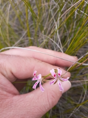 Pelargonium ranunculophyllum