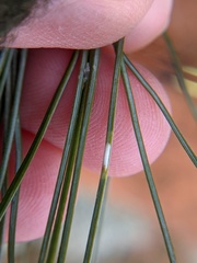 Chionaspis pinifoliae