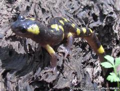 Ensatina eschscholtzii croceater