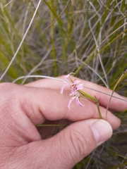 Pelargonium ranunculophyllum