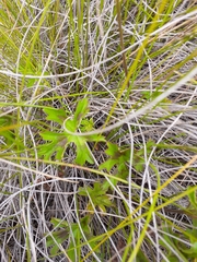 Pelargonium ranunculophyllum