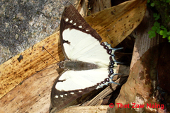 Polyura dolon