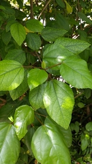 Tracheophyta