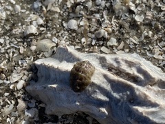 Acanthochitona pygmaea