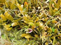 Carmichaelia corrugata