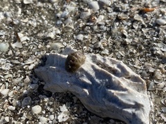 Acanthochitona pygmaea