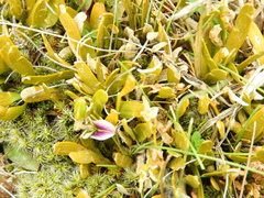 Carmichaelia corrugata