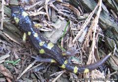 Ensatina eschscholtzii croceater