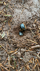 Pleocoma dubitabilis dubitabilis