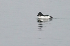 Bucephala clangula