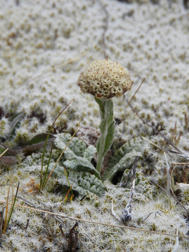 Image of Craspedia rugosa by (c) Santiago Martín-Bravo, some rights reserved (CC BY)