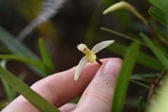 Maxillaria acuminata