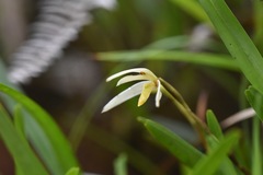 Maxillaria acuminata