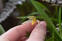 Maxillaria acuminata
