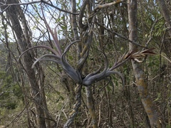 Tillandsia paucifolia