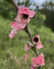 Gladiolus ochroleucus