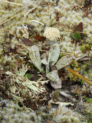 Image of Craspedia rugosa by (c) Santiago Martín-Bravo, some rights reserved (CC BY)
