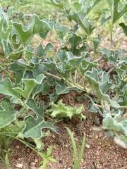 Harpagophytum zeyheri