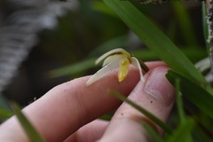 Maxillaria acuminata