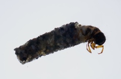 Anomalocosmoecus