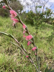Gladiolus ochroleucus