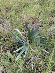 Gladiolus ochroleucus