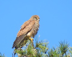 Falco tinnunculus tinnunculus