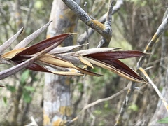 Tillandsia paucifolia