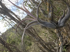 Tillandsia paucifolia