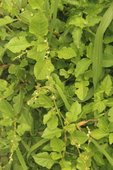 Oxygonum dregeanum