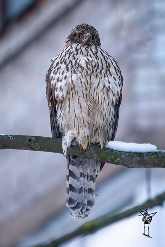 Azor común (Accipiter gentilis)