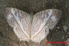 Cyrestis cocles cocles