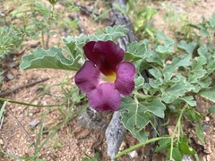 Harpagophytum zeyheri