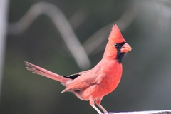 Cardinalis cardinalis image