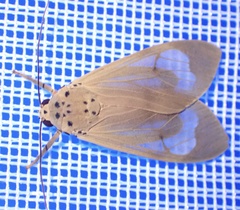 Amerila luteibarba