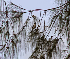 Lalage leucopyga