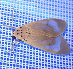 Amerila luteibarba