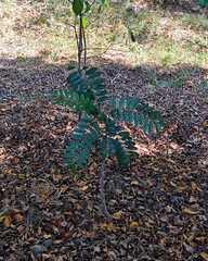 Magnoliopsida