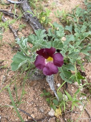 Harpagophytum zeyheri