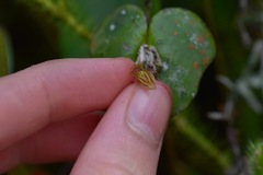 Pleurothallis matudana