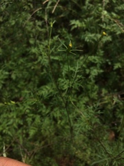Bidens parviflora