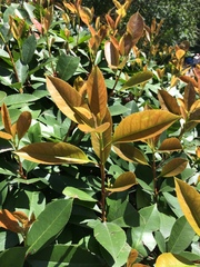 Photinia × fraseri