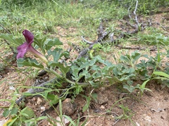 Harpagophytum zeyheri