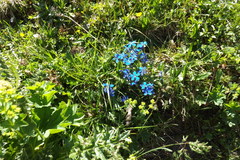 Gentiana bavarica bavarica