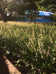 Liriope spicata