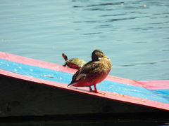 Anas platyrhynchos