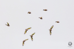 Carduelis carduelis